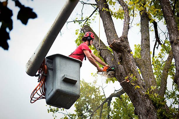 Best Tree Mulching  in Germantown, OH